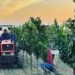 Napa Valley harvest report: Cabernet harvest begins | Wine